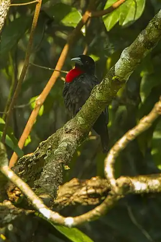 Description de l'image Blue-billed Malimbe - Ankasa - Ghana 14 S4E2092 (16198030075).jpg.