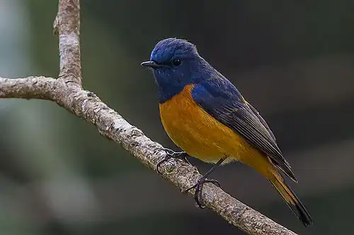 Phoenicurus frontalis