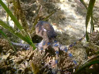 Hapalochlaena maculosa