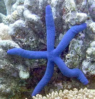 Linckia laevigata, une Ophidiasteridae