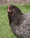 Tête de poule cochin bleue