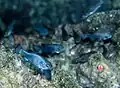 Le Cyprinodon diabolis