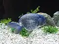 Ranchu bleu