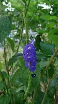 Stachytarpheta indica (plante nourricière des adultes)