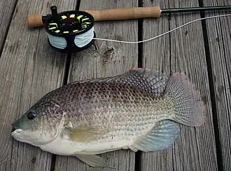 Description de l'image Blue Tilapia.jpg.