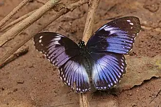 Hypolimnas salmacis