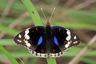 Junonia oenone