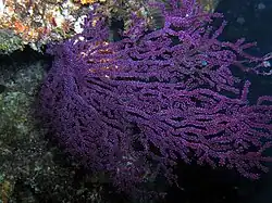 Anthogorgia sp.