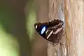 Papillon hypolimnas bolinas