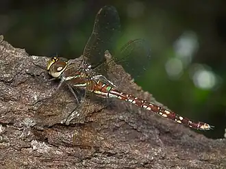 Description de l'image Blue spotted Hawker.jpg.