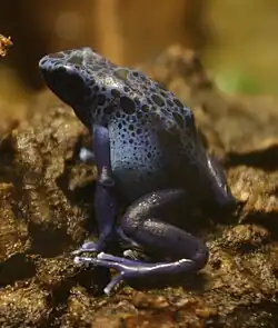 Dendrobates tinctorius