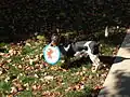 Beagle blue-mottled ou bluetick.