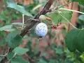 Glauque des fruits du Ribes sanguineum p.&nbsp;210.
