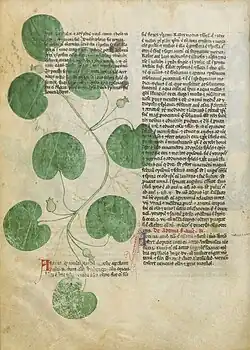 Page de manuscrit avec deux colonnes de texte en gothique, en partie recouvertes par une illustration en couleur d'une tige feuillée d'Asaret portant quelques fleurs.