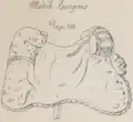 Selle modèle hongrois