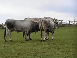 Troupeau de vaches istrianas