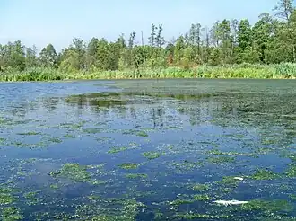 Bożenczyzna