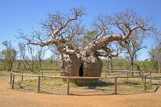 Un vieil arbre avec un imposant tronc creusé d'une étroite ouverture, entouré d'une clôture en bois