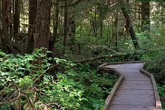 Image illustrative de l’article Forêt humide Quinault