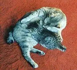 American Bobtail tabby, avec son chaton.