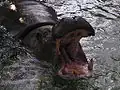 un hippopotame