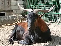 Bouc Juan Fernandez