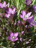 Gentianella praecox