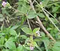 Boerhavia diffusa à tige pubérulente en fleurs
