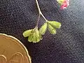 fruits collants de Boerhavia diffusa