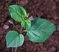 Boerhavia diffusa à fleurs roses