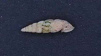 Description de l'image Boettgeria crispa.jpeg.