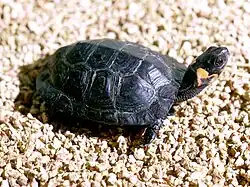 Une Tortue de Muhlenberg avec la queue pointant sur la droite de l'écran. La tortue regarde sur sa gauche.