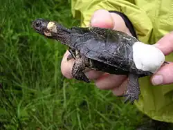 Une Tortue de Muhlenberg dans la main d'un homme en train de la relâcher. Elle regarde sur la gauche.