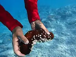 Bohadschia paradoxa