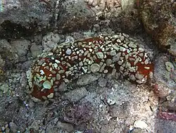 Bohadschia subrubra