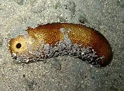 Bohadschia vitiensis à La Réunion.