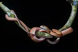 Un long serpent fin lové autour d'une petite branche d'arbre.