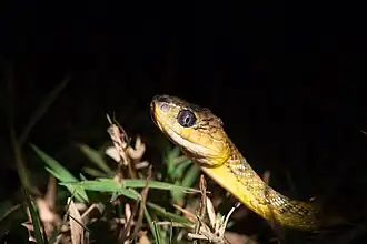 Description de l'image Boiga wallachi - Shreeram MV - Great Nicobar.jpg.