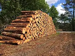 Bois coupé en bordure de chemin