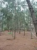 Casuarina collina de 12 ans en réhabilitation de terrains miniers