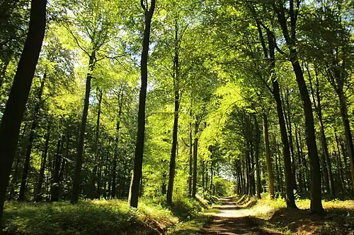 Le GR VA dans le Livierenbos&nbsp;(nl)