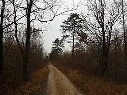 Image illustrative de l’article Forêt de Boixe