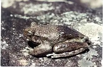 Description de l'image Bokermannohyla alvarengai01.jpg.