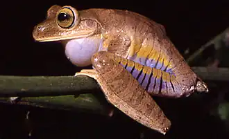 Description de l'image Bokermannohyla hylax02.jpg.