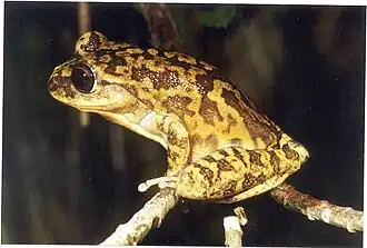 Description de l'image Bokermannohyla saxicola.jpg.