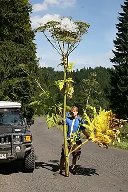 La Berce du Caucase est une plante herbacée géante.