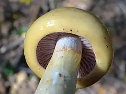 Lamelles de Bolbitie jaune-d'œuf (jeune).