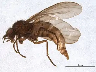 Description de l'image Bolbomyia wuorentausi.jpg.