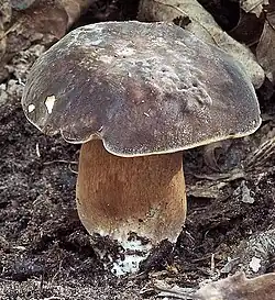 Chapeau noirâtre à bronzé.