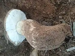 dans la Maâmora.